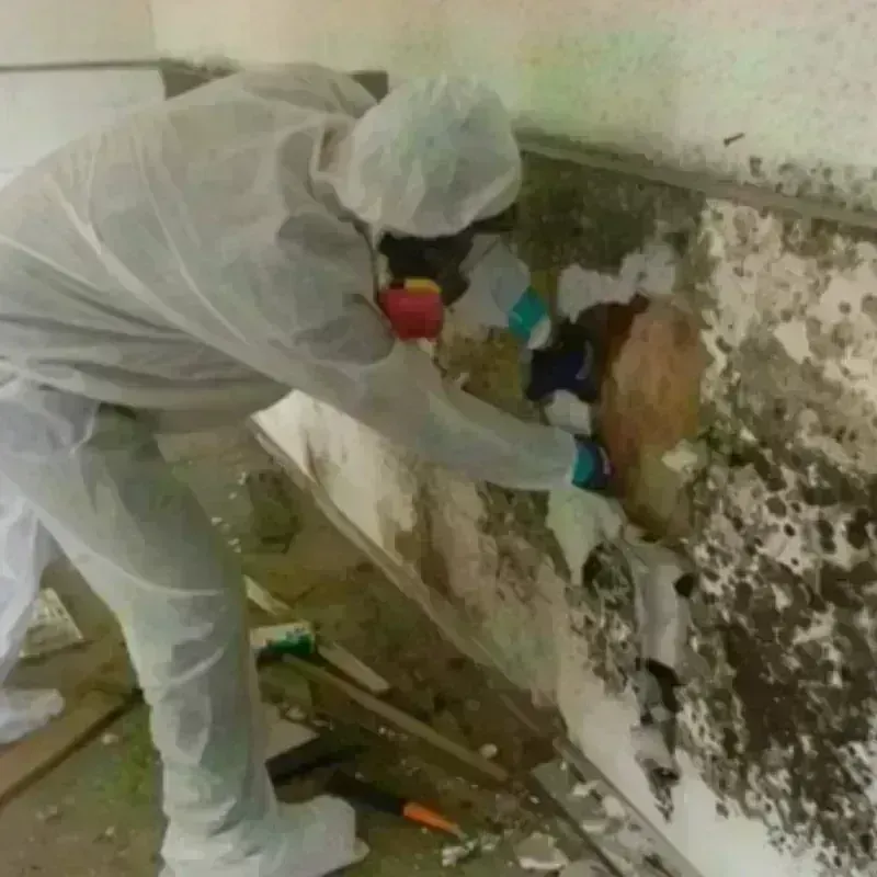 Mold Remediation and Removal in Chandler, OK